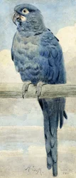 Hyacintina ara, 1889