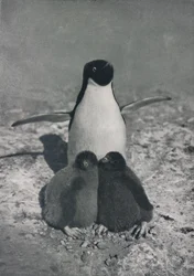 En stolt mor, c1911, 1913