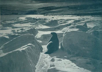 A Weddell Seal On The Beach, c1911, 1913