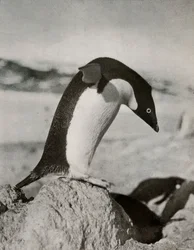 An Adélie Penguin About To Dive, c19101913, 1913