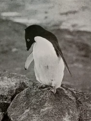 I Dont Care What Becomes Of Me, c19101913, 1913