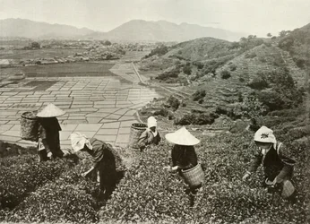 Tea on the Hills og Rice on the Plains, 1910.