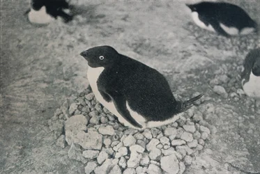 Denne pingvin har en flittig makker, c1911, 1913