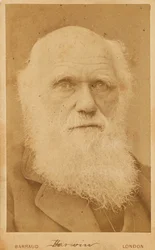 Portræt af Charles Darwin 1809-1882, 1881.