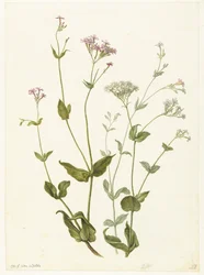 Blæresenna og Sticky Catchfly Rode en witte Viscaria af pekanjer