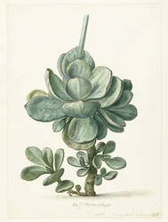 Sukkulent plante (Cotyledon orbiculata?)