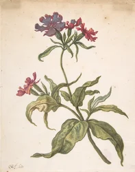 Studie af en rød catchfly Lychnis hirsuta, 1680.