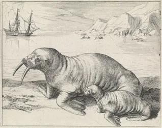 Hvalros ved Spitsbergen