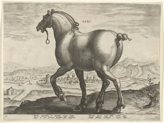 Hest fra Sachsen Saxo (titel på objekt) Hesteracer fra de kongelige stalde i Don Juan af Østrig (serietitel) Equile Ioannis Austriaci Caroli (serietitel)