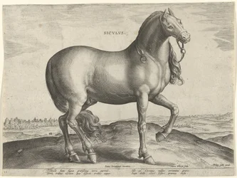 Hest fra Sicilien (Siculus) Sicvlvs (titel på objekt) Hesteracer fra de kongelige stalde i Don Juan af Østrig (serietitel) Equile Ioannis Austriaci Caroli (serietitel)