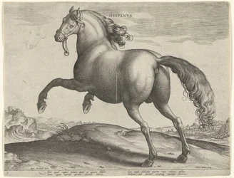 Hest fra Spanien (Hispanus Alter) Hispanvs (titel på objekt) Hesteracer fra de kongelige stalde i Don Juan af Østrig (serietitel) Equile Ioannis Austriaci Caroli (serietitel)