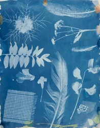 Planteprøver af Bayard, ca. 1842 (cyanotype)