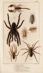 Amardille af butikkerne, Sascopte af fnat, Tarantula, Araignee af scaves, Mygale, Scorpio.