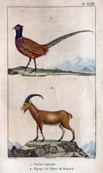 Almindelig fasan og Bezoards Chevre. Tavle taget fra "" Fauna of the Docs eller historien om dyr og deres produkter "" af Hippolyte Cloquet