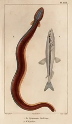 Electric Gymnonote og Smelt." Fauna des Mdecins eller historien om dyr og deres produkter af Hippolyte Cloquet" - bind 6 - 1825.