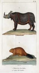 Indien næsehorn og canadisk bæver. Fauna des Médecins eller dyrenes historie og deres produkter af Hippolyte Cloquet" - bind 6 - 1825.