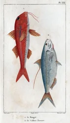 Rouget og Caillou-Tassart (Caillou Tassart). I ""Fauna des Medecins eller historien om dyr og deres produkter af Hippolyte Cloquet"" - bind 6 - 1825.