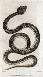Repræsentation af Trigonocephale - Spydspids: krybdyr. Tallerken fra "" lægernes fauna eller dyrenes historie og deres produkter"