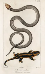 The Collared Snake, Land Salamander." "Fauna des Médecins or History of Animals and their Products by Hippolyte Cloquet" - Bind 6 - 1825.