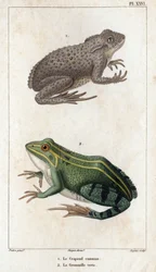 Den almindelige tudse og den grønne frø." Fauna des Mdecins eller historien om dyr og deres produkter af Hippolyte Cloquet" - bind 6 - 1825.