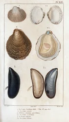 Skroget, det samme åbne, den almindelige østers, den samme åbne, den vulgære skimmel, den samme åbne." Lægers fauna eller dyrenes historie og deres produkter af Hippolyte Cloquet"" -