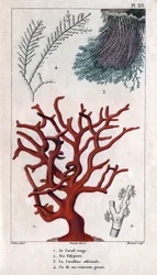 Den røde koral, dens polypier, coralline officinale, en af de grove grene. i "" Fauna af havnene eller historie om dyr og deres produkter af Hippolyte Cloquet"" - bind 6 - 1825.