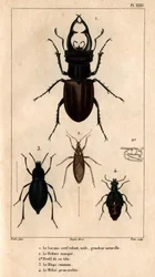 Handrage ovenlysvindue, naturlig størrelse, Reduve-masken, de almindelige blaps, proscarabee Meloe i "" Fauna af læger eller historie af dyr og deres produkter af Hippolyte Cloquet"" - bind 6 - 1825.