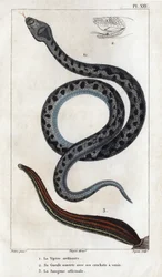 Den almindelige hugorm, hans mund åben med hugtænderne en gift, officinale Sangue."
