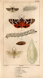 Procession Bombyce, dens larve, Marten Bombyce, Murier Bombyce, Silkeormen, dens skrog, dens chrysalide.in "" Fauna af læger eller historie om dyr og deres produkter af Hippolyte Cloquet"" -