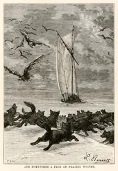 Og nogle gange en flok prærieulve, fra Jorden rundt på firs dage af Jules Verne (1828-1905) indgraveret af Louis, 1873