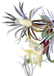 Elegante, skæglignende blomster.