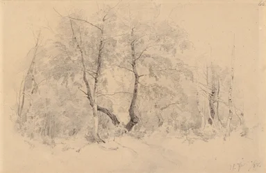 Birkeskov