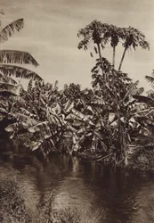 Mexico: Bananer og papaya, Vera Cruz State (s/h-foto)