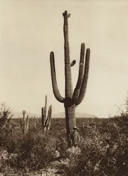 Mexico: "Cereus giganteus" i omegnen af Magdalena, Sonora State (s/h-foto)