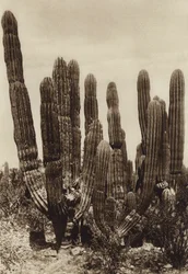 Mexico: Guaymas, "Cereus Pringlei", Estado Sonora (s/h-foto)