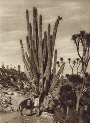 Mexico: Salinas de Tehuacan med "Pilocereus Tetezo" (s/h-foto)