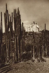 Mexico: Zapottlan, "Cereus bavosus" (s/h-foto)