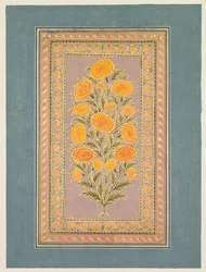 Blomstrende morgenfrue, ca. 1765.