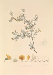 Adesmie Épineuse