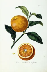 Orange frugt, citrus