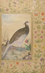 A Himalaya Cheer Pheasant, ca. 1620, kant ca. 1635 (ugennemsigtigt wc & guld på papir)