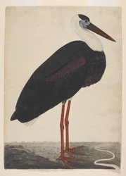Sort stork i et landskab, ca. 1780 (ugennemsigtig akvarel på europæisk papir)