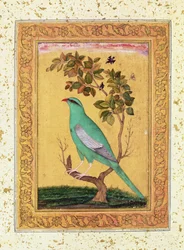 Grøn fugl, Mughal