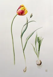 Parrot Tulip, 1995 (wc)
