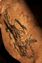 En tandløs Ceratosaur på Institute of Vertebrate Paleontology and Paleoanthropology i Xiaotangshan, det nordlige Beijing, Kina.
