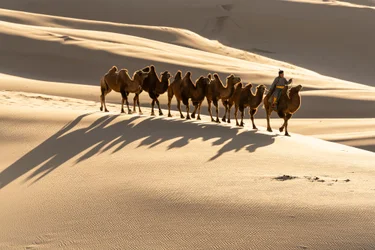 En kamelier fører sine baktriske kameler ved Khongoryn Els-sandklitterne i det sydlige G..., 2018 (foto)