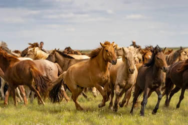 En flok heste i den sydlige Gobi-ørken, Mongoliet, 2018 (foto)