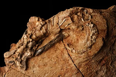 En ukendt dinosaur på Institute of Vertebrate Paleontology and Paleoanthropology i Xiaotangshan, det nordlige Beijing, Kina.