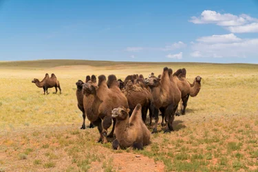 Baktriske kameler i den sydlige Gobi-ørken i det sydlige Mongoliet, 2016 (foto)