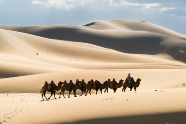 Karavane af baktriske kameler i Khongoryn Els i Gobi Gurvansaikhan Nationalpark, 2016